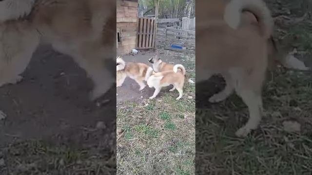 собаки