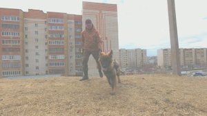 Дрессировка щенка. Возраст 5 месяцев.