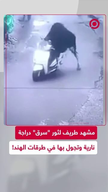 ثور يركب دراجة نارية ويتجول بها بالشوارع في الهند