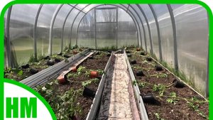 2-4 мая. Сразу после снегопада высадила томаты в теплицу.