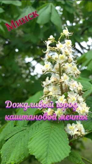 Минск. Дождливый город каштановой мечты