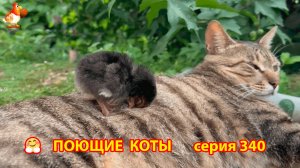 Крутые коты у птичьего двора серия (340)  🐈🐈😹❣️ Природа Абхазии и красивое подворье
