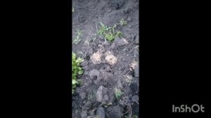 Избавляемся от пырея на участке