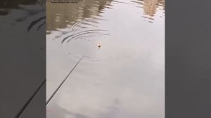 Ссылка на товар здесь: https://t.me/+DN-o8L9MWfs3MzEy