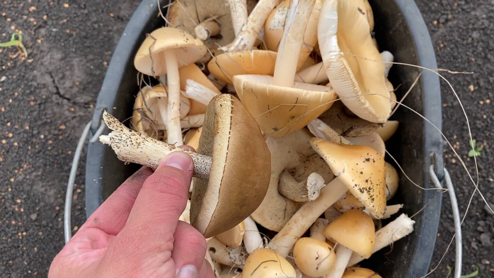 Прошелся по лесополосе, нашел целую поляну толкачей. Как отличать толкачи от ядовитых грибов смотреть онлайн