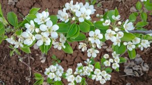 Весенний май: Краски и ароматы пробуждения. 👍🌺🌺#весна #рекомендации
