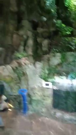 Настоящий тропический лес мезозойской эры