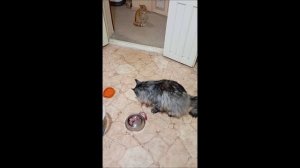 Коты