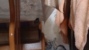 Воробей сидит под столом