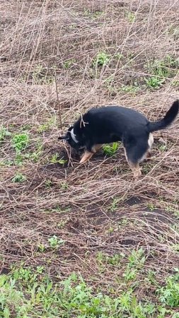 Буська - Мышеловка❤️🐶