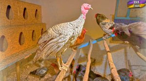 Редкая птица! Мы купили аспидного индюка! Ездили за ним в Бахчисарай за 200 км!