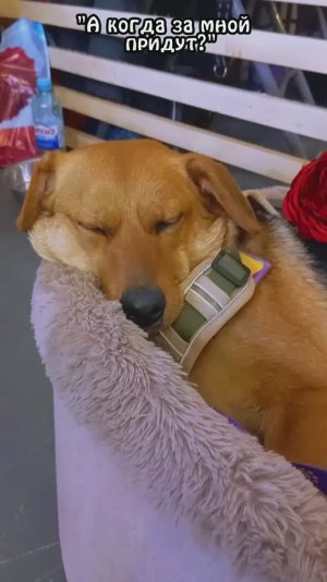 Лола на фестивале WoofFEST! 26 апреля ❥ Приют в Малинках