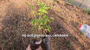 3 мая в теплице