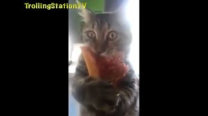 Смешные коты #9 (2015) | Funny cats compilation