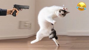 СМЕШНЫЕ КОТЫ 2025 ЛУЧШИЕ ПРИКОЛЫ С КОТАМИ, КОШКИ, КОТИКИ, СОБАЧКИ, СМЕШНОЕ ВИДЕО