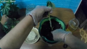 Королева Шефлера