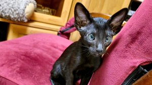 Ориентальная Кошка. Тэйка. Продажа Ориентальных котят В Ростове. 89614390879