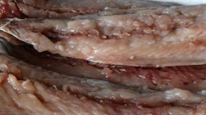 Запеченные рулеты из скумбрии