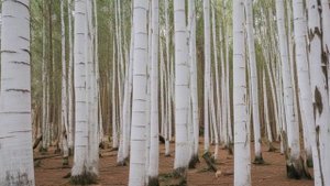 Как защитить деревья от морозобоин и мышей зимой, если не белить - Советы для сада