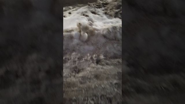 13 марта 2025 г., 20:36:21
ул. Газеты Звезда
VID_20250313_203505046
