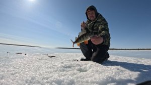 Закрываем сезон твёрдой воды мощными поклёвками окуней майским тёплым денёчком.