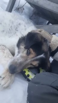 #dogs#dogshorts#собакилучшелюдей#собачки#животные#приколы#смешныевидео#смех#прикол#рекомендации#