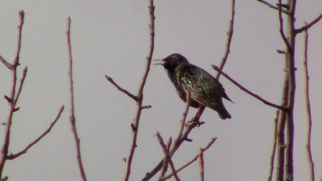 Співає-ШПАК - Звуки природи смотреть онлайн
