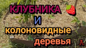 Я в ШОКЕ от приживаемости КЛУБНИКИ с барматухой!