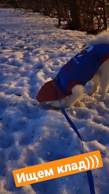 ищем клад японскийшпиц шпиц собака dog мойпес