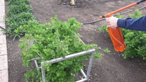 Вся Тля осыпалась после копеечного народного средства. Борьба с тлей и муравьями на розах