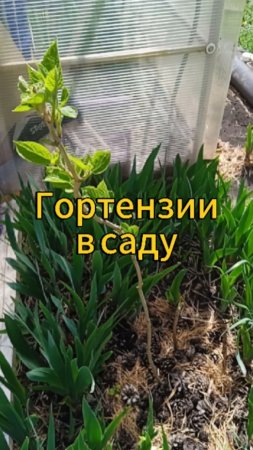 7 апреля посадила 10 гортензий, уже пустили листочки #садидача #цветы