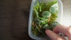 Простой способ размножения хойи в домашних условиях. Черенкование хой