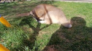 Акита Ину длинничек 2.5 месяца