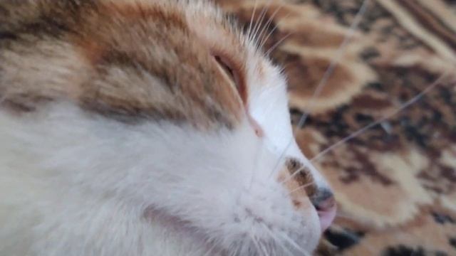 YOU WILL LAUGH SO HARD CUTIES CATS МИЛЫЕ СМЕШНЫЕ КОТИКИ :) ПОДПИСКА смотреть онлайн