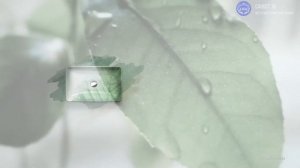 Коллекция Green бренда Catalano