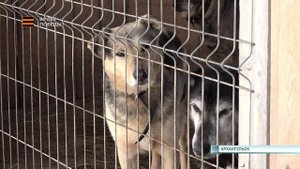 05.05.2025 Волонтёры помогают приюту для животных