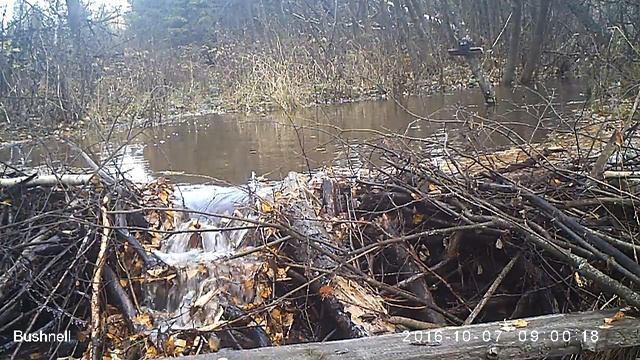 Лось 07 10 16 Висимский заповедник смотреть онлайн