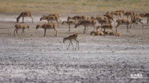 Трейлер фильма Сайгаки. Жемчужина Степи