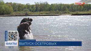 300 тыс. личинок осетра выпустили в реку Лаба в Курганинске