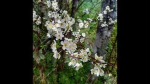 Прекрасная цветущая весна.mp4