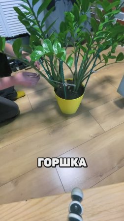 Продержка для цветка за 115 рублей своими руками