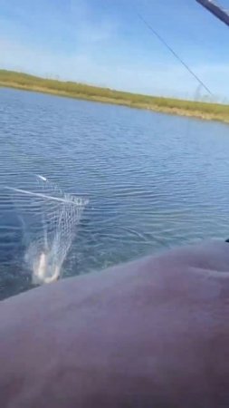 Приехал за сазаном ,а ПОЙМАЛ… #рыбалка #fishing #nature #красотыприроды #рыба #лето #вечер