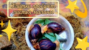 ✨🐌Улитки пробуют листья малины🐌✨