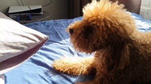 video_2025-05-05_18-19-30