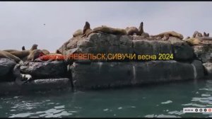 СИВУЧИ НЕВЕЛЬСКА.САХАЛИН весна 2024