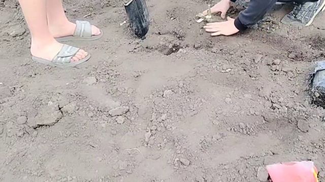 патриотическая акция Цветы Победы