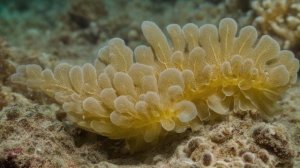 На рыбных рынках Чили можно приобрести деликатес — живые камни