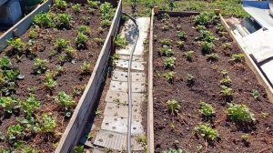 Целый день в заботах и хлопотах Посадила на рассаду в стаканчики