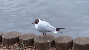 TheHouseRoad Утки 113 , чайка инвалид