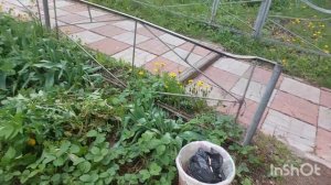 В выходной отдыхаю, убираю в теплице, Лёша готовит плов